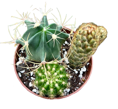 Cactus Combo